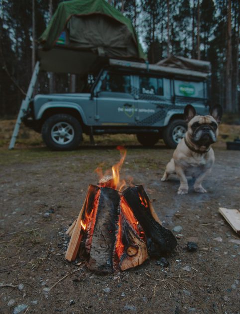 pug dog standing by fire in the woods