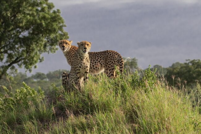 cheetah on the African plains