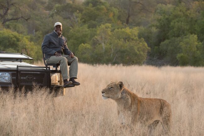 ranger looking at lion in the wilderness