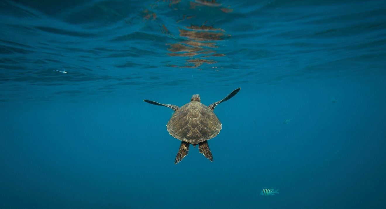 turtle swimming in sea