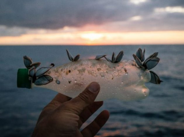 hand holding plastic bottles with shells growing from it