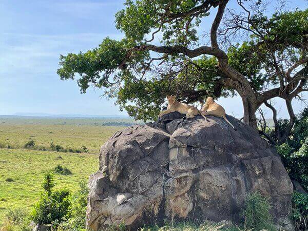 Nemo travel African safari watching lions