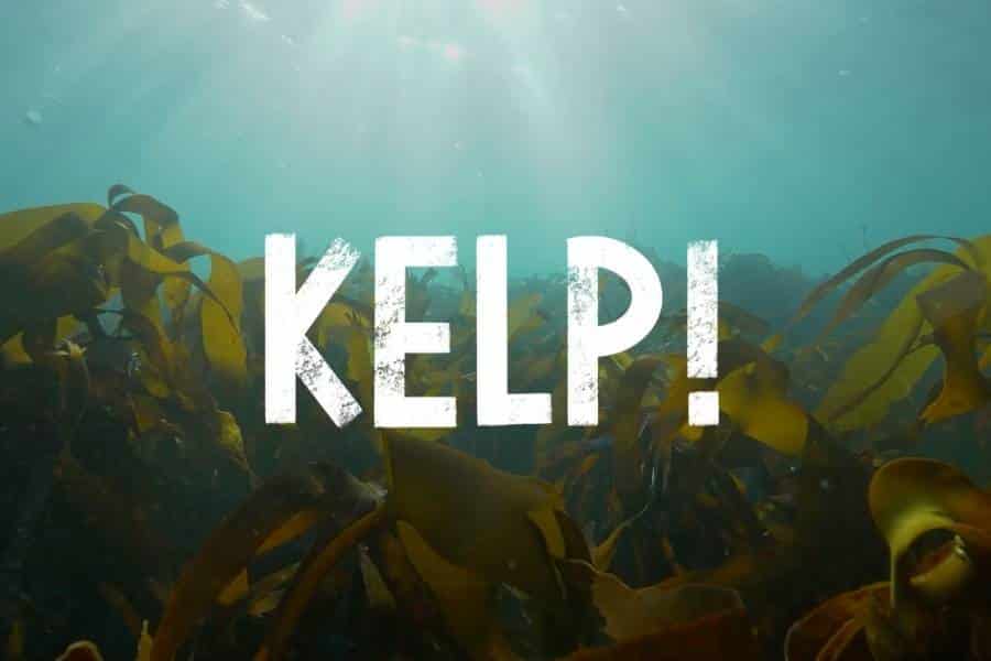 Kelp! Film advertisement picturing underwater sea kelp forest